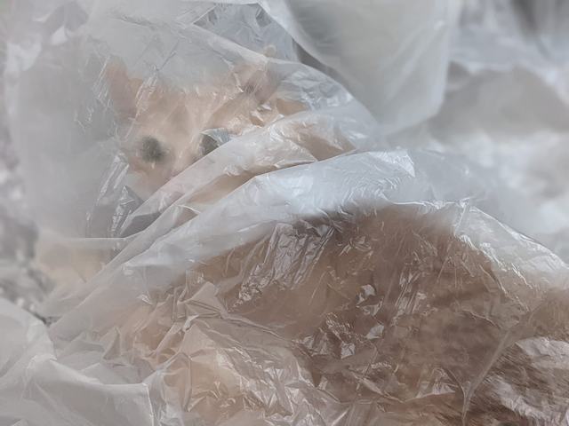 A cat peeking out from under a plastic drop sheet